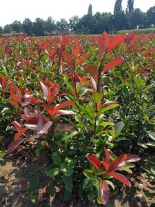 Photinia fraseri 'Red Robin'= 'Roodborstje' 60-80 cm met kluit - afbeelding 4