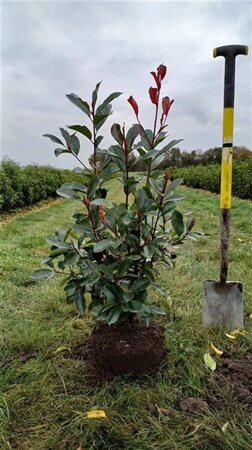 Photinia fraseri 'Red Robin'= 'Roodborstje' 60-80 cm met kluit - afbeelding 7