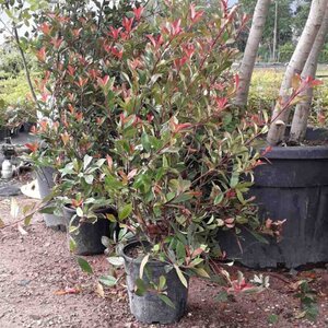 Photinia fraseri 'Red Robin'= 'Roodborstje' 80-100 cm cont. 10L - afbeelding 9
