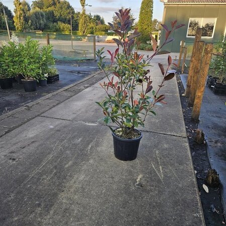 Photinia fraseri 'Red Robin'= 'Roodborstje' 80-100 cm cont. 10L - afbeelding 8