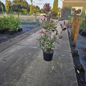 Photinia fraseri 'Red Robin'= 'Roodborstje' 80-100 cm cont. 10L - afbeelding 8