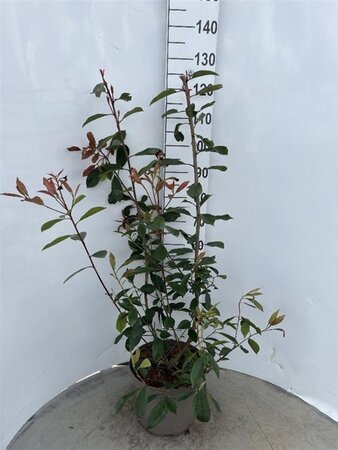 Photinia fraseri 'Red Robin'= 'Roodborstje' 80-100 cm cont. 10L - afbeelding 21