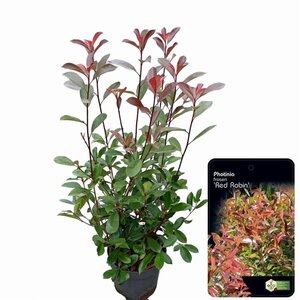 Photinia fraseri 'Red Robin'= 'Roodborstje' 80-100 cm cont. 10L - afbeelding 19