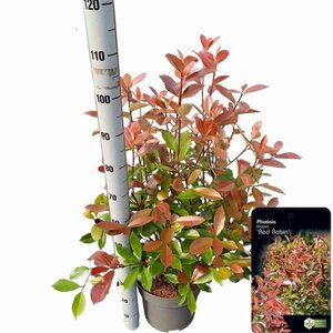 Photinia fraseri 'Red Robin'= 'Roodborstje' 80-100 cm cont. 10L - afbeelding 6