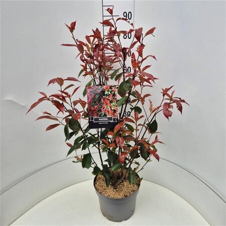 Photinia fraseri 'Red Robin'= 'Roodborstje' 80-100 cm cont. 10L - afbeelding 3