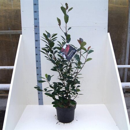 Photinia fraseri 'Red Robin'= 'Roodborstje' 80-100 cm cont. 10L - afbeelding 6
