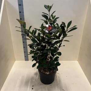 Photinia fraseri 'Red Robin'= 'Roodborstje' 80-100 cm cont. 10L - afbeelding 5