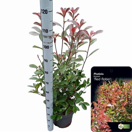 Photinia fraseri 'Red Robin'= 'Roodborstje' 80-100 cm cont. 10L - afbeelding 20