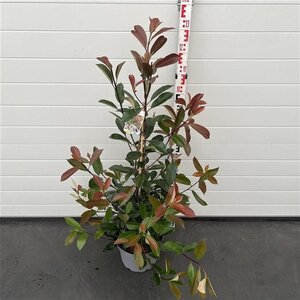 Photinia fraseri 'Red Robin'= 'Roodborstje' 80-100 cm cont. 10L - afbeelding 2