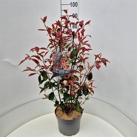 Photinia fraseri 'Red Robin'= 'Roodborstje' 80-100 cm cont. 10L - afbeelding 5