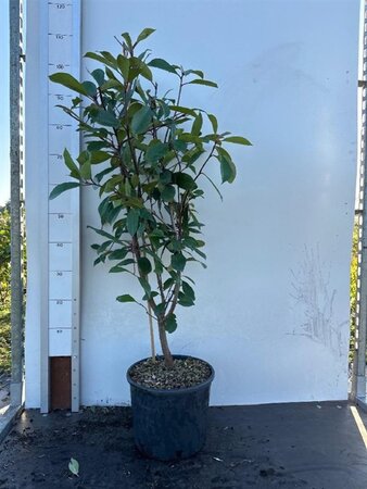 Photinia fraseri 'Red Robin'= 'Roodborstje' 80-100 cm cont. 10L - afbeelding 7