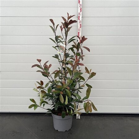 Photinia fraseri 'Red Robin'= 'Roodborstje' 80-100 cm cont. 10L - afbeelding 3