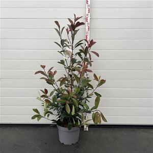 Photinia fraseri 'Red Robin'= 'Roodborstje' 80-100 cm cont. 10L - afbeelding 3