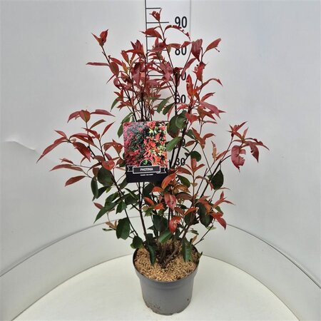 Photinia fraseri 'Red Robin'= 'Roodborstje' 80-100 cm cont. 10L - afbeelding 4