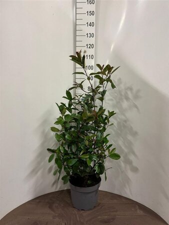 Photinia fraseri 'Red Robin'= 'Roodborstje' 80-100 cm cont. 10L - afbeelding 4