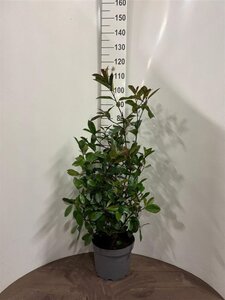 Photinia fraseri 'Red Robin'= 'Roodborstje' 80-100 cm cont. 10L - afbeelding 4