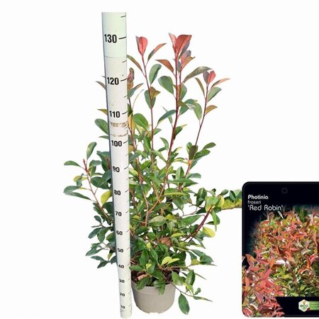 Photinia fraseri 'Red Robin'= 'Roodborstje' 80-100 cm cont. 10L - afbeelding 8