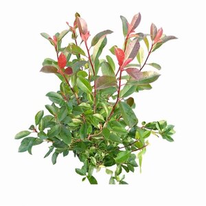 Photinia fraseri 'Red Robin'= 'Roodborstje' 80-100 cm cont. 10L - afbeelding 9