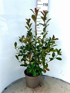 Photinia fraseri 'Red Robin'= 'Roodborstje' 80-100 cm cont. 10L - afbeelding 22