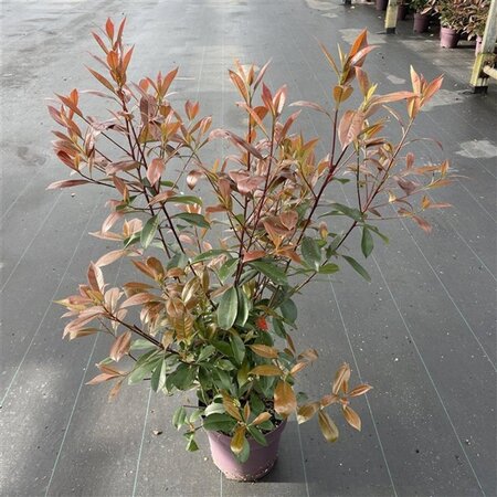 Photinia fraseri 'Red Robin'= 'Roodborstje' 80-100 cm cont. 10L - afbeelding 19