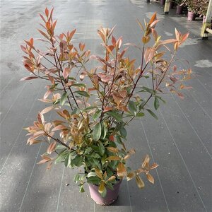 Photinia fraseri 'Red Robin'= 'Roodborstje' 80-100 cm cont. 10L - afbeelding 19