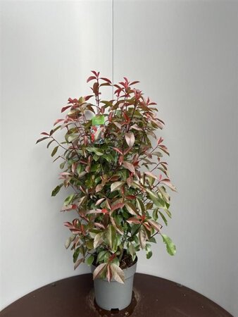 Photinia fraseri 'Red Robin'= 'Roodborstje' 80-100 cm cont. 10L - afbeelding 10