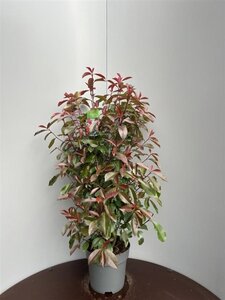 Photinia fraseri 'Red Robin'= 'Roodborstje' 80-100 cm cont. 10L - afbeelding 10