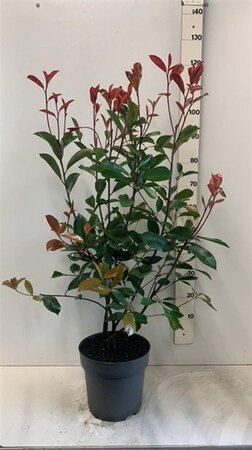 Photinia fraseri 'Red Robin'= 'Roodborstje' 80-100 cm cont. 10L - afbeelding 6