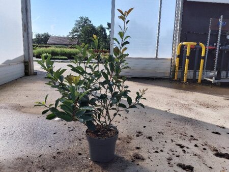Photinia fraseri 'Red Robin'= 'Roodborstje' 80-100 cm cont. 10L - image 9