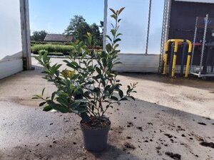 Photinia fraseri 'Red Robin'= 'Roodborstje' 80-100 cm cont. 10L - image 9