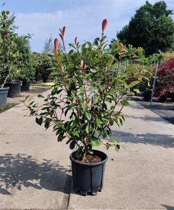 Photinia fraseri 'Red Robin'= 'Roodborstje' 80-100 cm cont. 9L - afbeelding 8