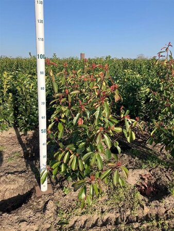 Photinia fraseri 'Red Robin'= 'Roodborstje' 80-100 cm met kluit - afbeelding 6