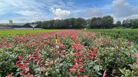 Photinia fraseri 'Red Robin'= 'Roodborstje' 80-100 cm met kluit - afbeelding 7