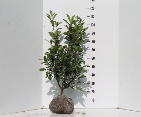 Photinia fraseri 'Red Robin'= 'Roodborstje' 80-100 cm met kluit - afbeelding 6