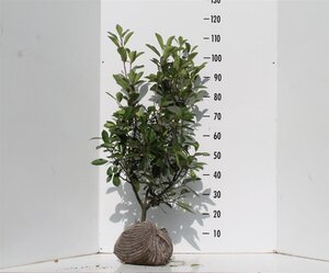 Photinia fraseri 'Red Robin'= 'Roodborstje' 80-100 cm met kluit - afbeelding 6