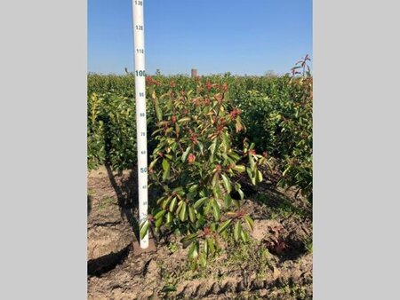Photinia fraseri 'Red Robin'= 'Roodborstje' 80-100 cm met kluit - afbeelding 7