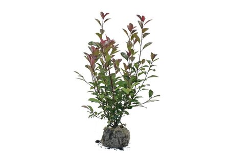 Photinia fraseri 'Red Robin'= 'Roodborstje' 80-100 cm met kluit - afbeelding 3