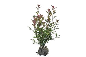 Photinia fraseri 'Red Robin'= 'Roodborstje' 80-100 cm met kluit - afbeelding 3