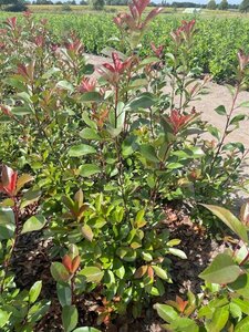 Photinia fraseri 'Red Robin'= 'Roodborstje' 80-100 cm met kluit - afbeelding 19