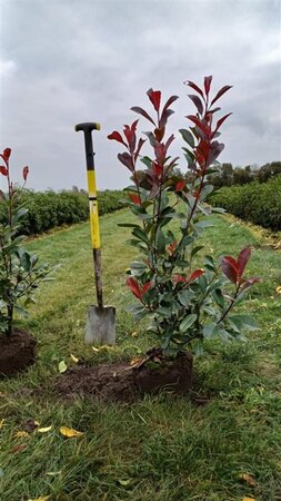 Photinia fraseri 'Red Robin'= 'Roodborstje' 80-100 cm met kluit - afbeelding 11