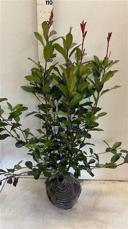 Photinia fraseri 'Red Robin'= 'Roodborstje' 80-100 cm met kluit - afbeelding 8