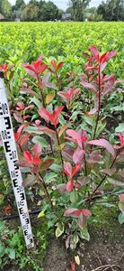 Photinia fraseri 'Red Robin'= 'Roodborstje' 80-100 cm met kluit - afbeelding 4