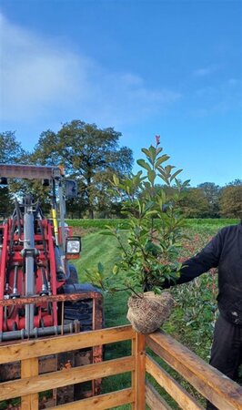 Photinia fraseri 'Red Robin'= 'Roodborstje' 80-100 cm met kluit - afbeelding 10