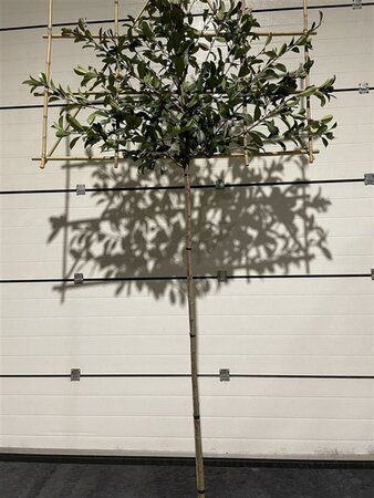 Photinia fraseri 'Red Robin'= 'Roodborstje' 8-10 Hoogstam cont. 30L SCHERM,br150xh120 180 cm stam - afbeelding 2