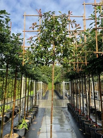 Photinia fraseri 'Red Robin'= 'Roodborstje' 8-10 Hoogstam cont. 30L SCHERM,br150xh120 180 cm stam - afbeelding 1