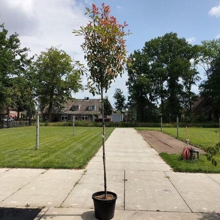 Photinia fraseri 'Red Robin'= 'Roodborstje' 8-10 Hoogstam cont. 35L - afbeelding 1