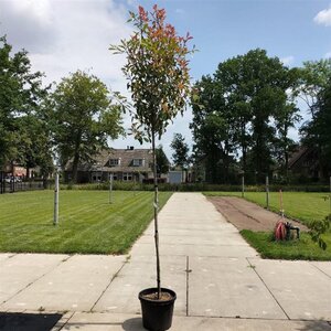 Photinia fraseri 'Red Robin'= 'Roodborstje' 8-10 Hoogstam cont. 35L - afbeelding 2