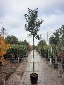 Photinia fraseri 'Red Robin'= 'Roodborstje' 8-10 STA4 cont. 35L - image 3