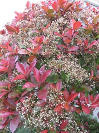 Photinia fraseri 'Red Robin'= 'Roodborstje' geen maat specificatie 0,55L/P9cm - afbeelding 1