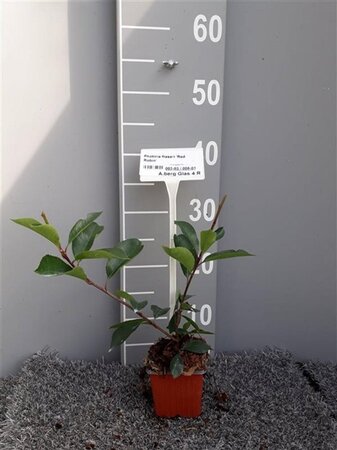 Photinia fraseri 'Red Robin'= 'Roodborstje' geen maat specificatie 0,55L/P9cm - afbeelding 2